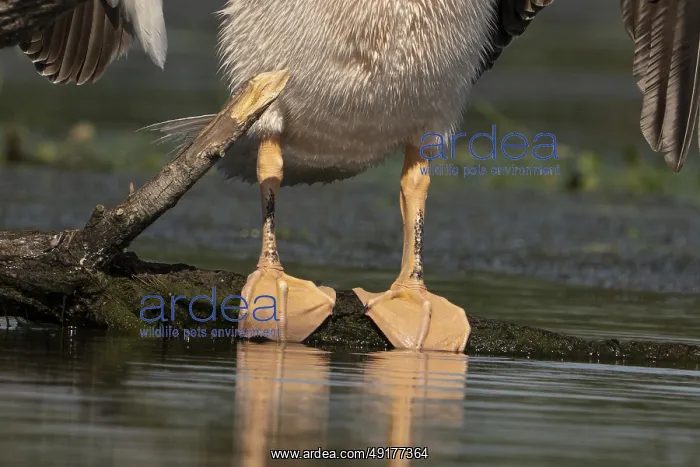 : Pelecanus onocrotalus, danube delta, romania : Pelecanus onocrotalus, danube delta, romania
