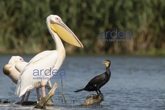  : Pelecanus onocrotalus, danube delta, romania