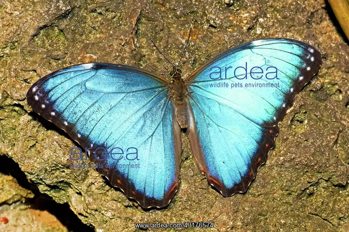 : Peleides Blue Morpho : Peleides Blue Morpho