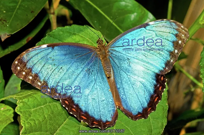 : Peleides Blue Morpho : Peleides Blue Morpho