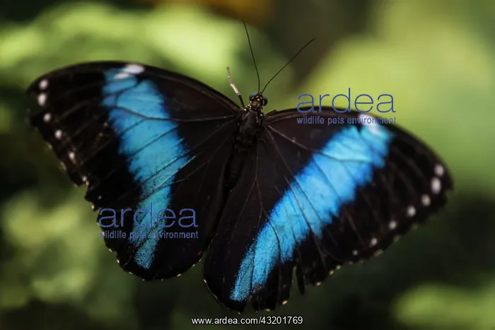 : Peleides Blue Morpho, Common Morpho or The Emperor : Peleides Blue Morpho, Common Morpho or The Emperor