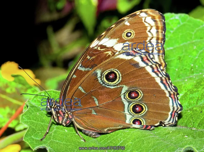 : Peleides Blue Morpho (Underside of Wings) : Peleides Blue Morpho (Underside of Wings)