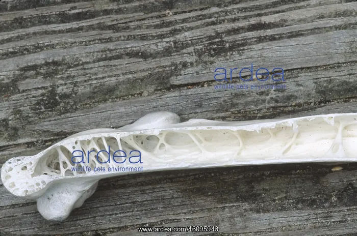 : Pelican bone : Pelican bone
