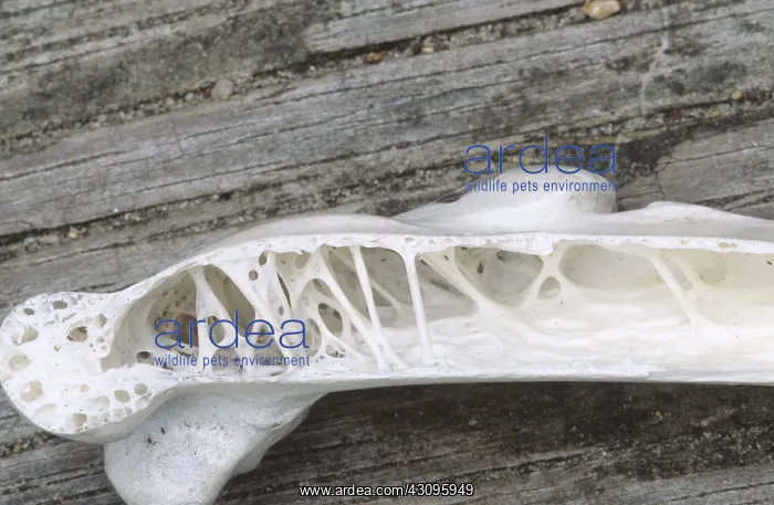 : Pelican bone : Pelican bone