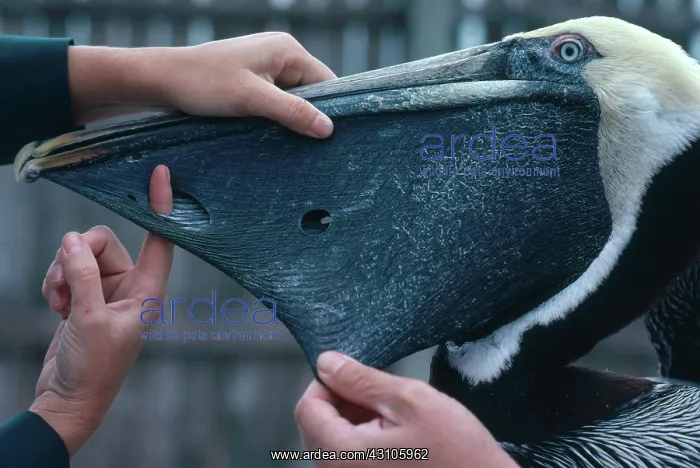 : Pelican with Damaged Pouch : Pelican with Damaged Pouch