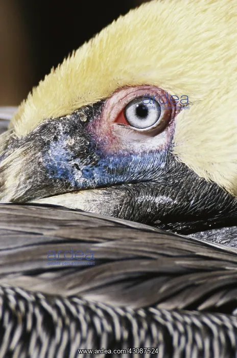 : Pelican Eye : Pelican Eye