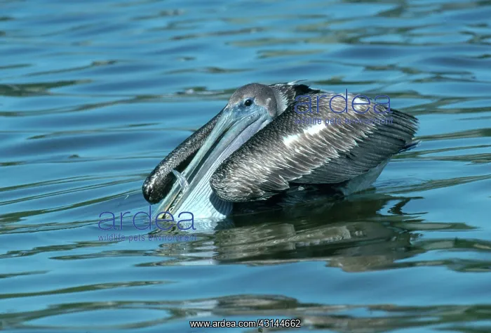 : Pelican with Fish : Pelican with Fish