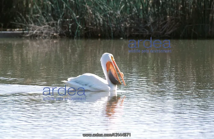  : Pelican with Fish