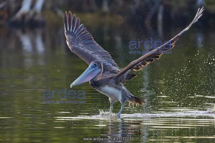 : A pelican hovering just above the water surface with slightly raised wings : A pelican hovering just above the water surface with slightly raised wings