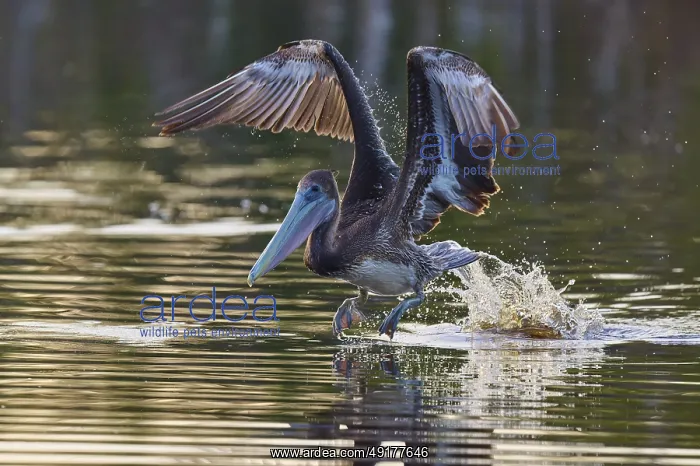 : Pelican lifts majestically from the water with splashing water : Pelican lifts majestically from the water with splashing water