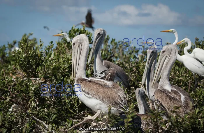 : Pelican Nesting Colony : Pelican Nesting Colony