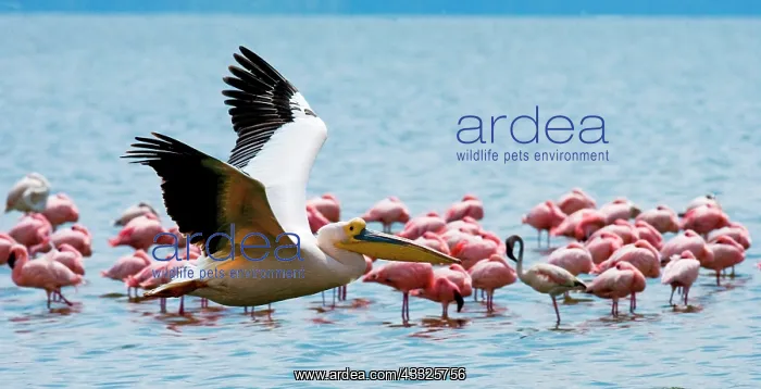  : Pelican (Pelecanus onocrotalus) is flying low ov