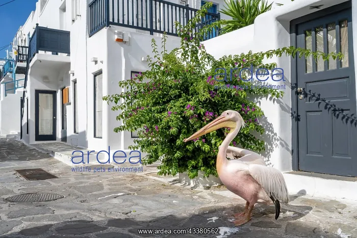 : Pelican Petros, mascot of Mykonos island, alleys : Pelican Petros, mascot of Mykonos island, alleys