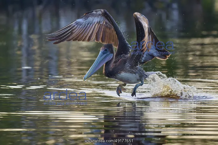 : A pelican pulls its wings upwards as it flies just above the water surface : A pelican pulls its wings upwards as it flies just above the water surface