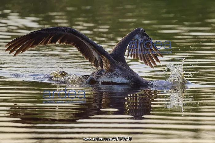 : Pelican swimming with wings spread backwards : Pelican swimming with wings spread backwards