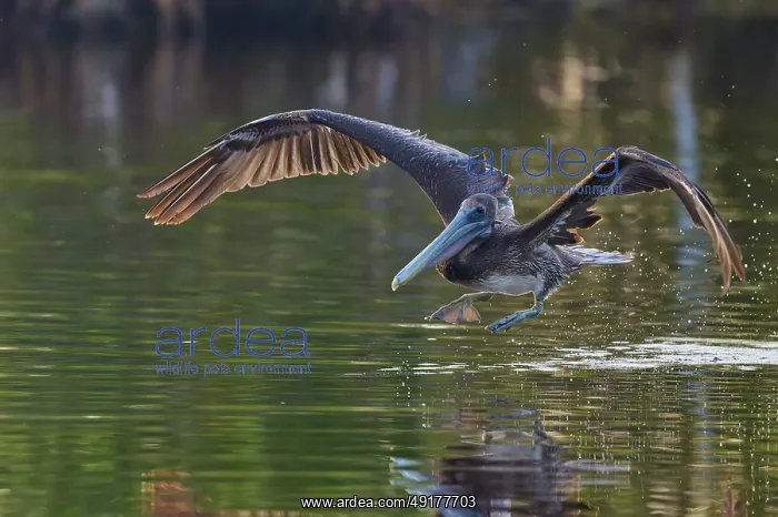 : A pelican takes off from the water surface with a powerful wing beat : A pelican takes off from the water surface with a powerful wing beat