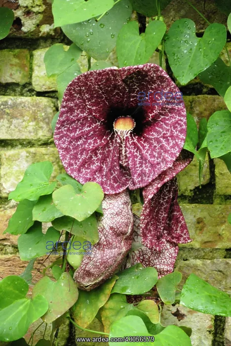 : Pelicanflower : Pelicanflower