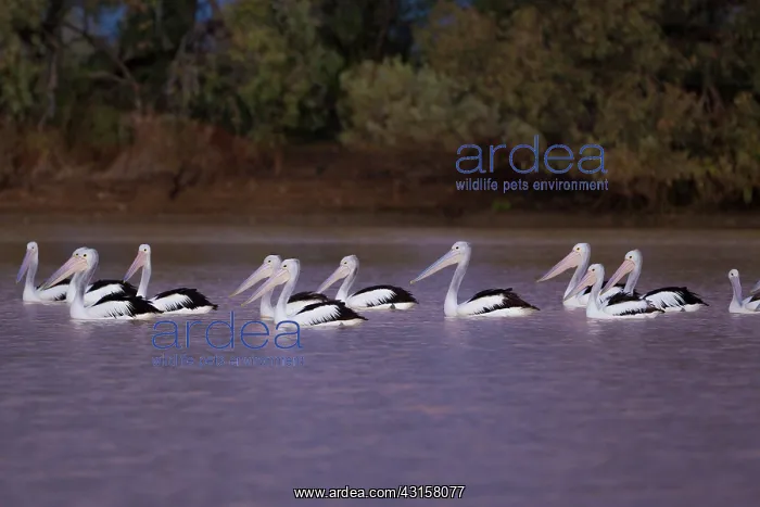 : Pelicans (Pelecanus conspicillatus) on inland fresh water after rains : Pelicans (Pelecanus conspicillatus) on inland fresh water after rains