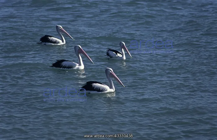 : Pelicans (Pelecanus conspicillatus) in the Gulf of Carpentaria, Queensland, Australia : Pelicans (Pelecanus conspicillatus) in the Gulf of Carpentaria, Queensland, Australia