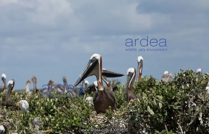 : Pelicans on Barrier Islands : Pelicans on Barrier Islands