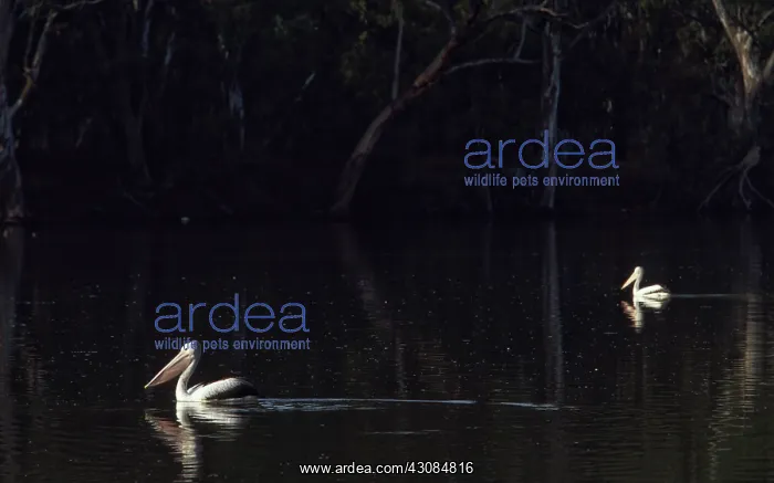  : Pelicans at Night