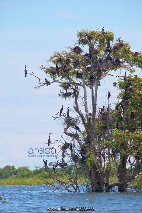 : Pelicans sitting on tree, Tonle Sap Lake : Pelicans sitting on tree, Tonle Sap Lake