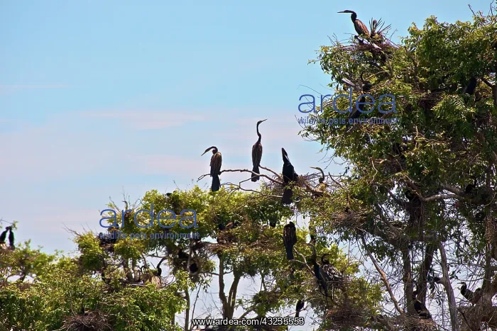  : Pelicans sitting on tree, Tonle Sap Lake