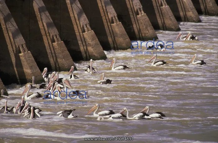: Pelicans at Spillway, South Australia : Pelicans at Spillway, South Australia