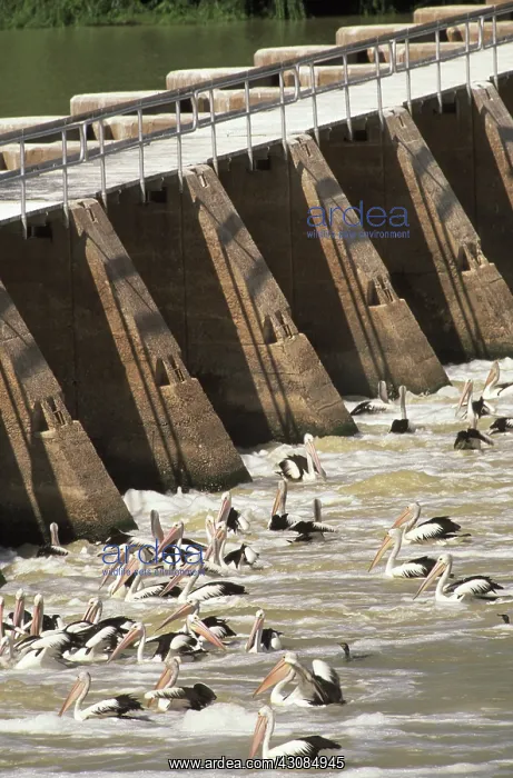 : Pelicans at Spillway, South Australia : Pelicans at Spillway, South Australia