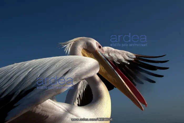 : Pelicans are used to follow cruise ship in Walvis Bay as the : Pelicans are used to follow cruise ship in Walvis Bay as the