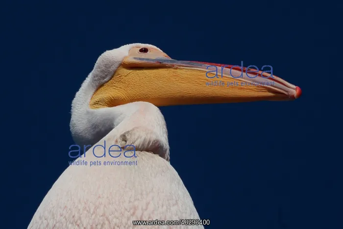 : Pelicans are used to follow cruise ship in Walvis Bay as the : Pelicans are used to follow cruise ship in Walvis Bay as the