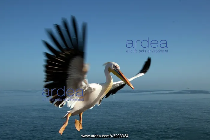 : Pelicans are used to follow cruise ships in Walvis Bay as th : Pelicans are used to follow cruise ships in Walvis Bay as th