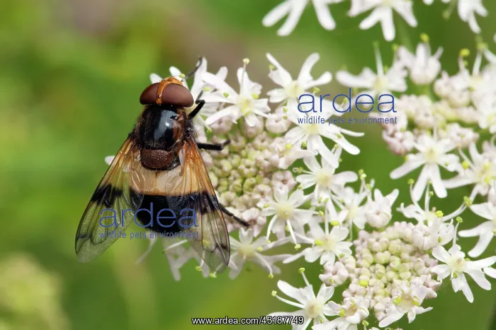 : Pellucid Hoverfly : Pellucid Hoverfly