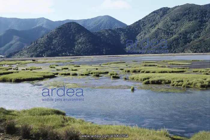 : Pelorus River Delta : Pelorus River Delta