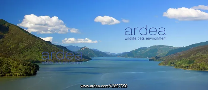 : Pelorus Sound - view into Pelorus Sound with its : Pelorus Sound - view into Pelorus Sound with its