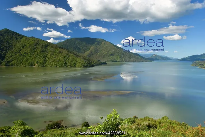 : Pelorus Sound - view into Pelorus Sound with its : Pelorus Sound - view into Pelorus Sound with its