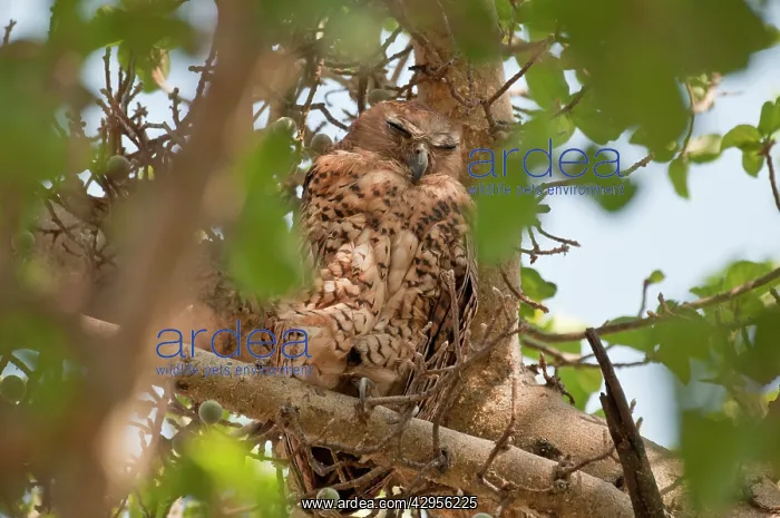 : Pel's Fishing Owl - at daytime roost : Pel's Fishing Owl - at daytime roost