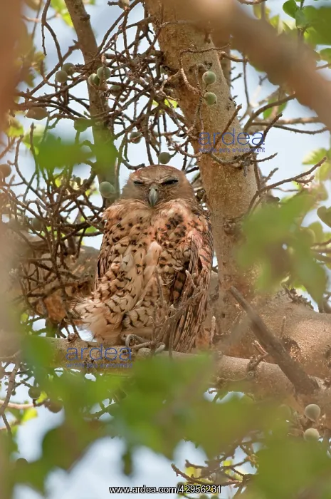  : Pel's Fishing Owl - at daytime roost