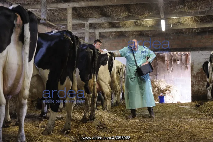 : Pelvic ultrasound examination by a veterinarian : Pelvic ultrasound examination by a veterinarian