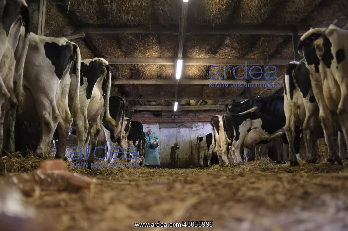 : Pelvic ultrasound examination by a veterinarian : Pelvic ultrasound examination by a veterinarian