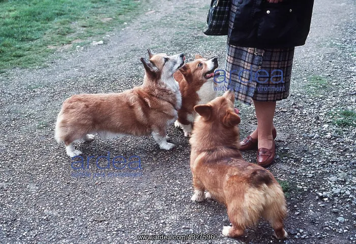 : Pembroke Corgi DOG - x three with owner : Pembroke Corgi DOG - x three with owner
