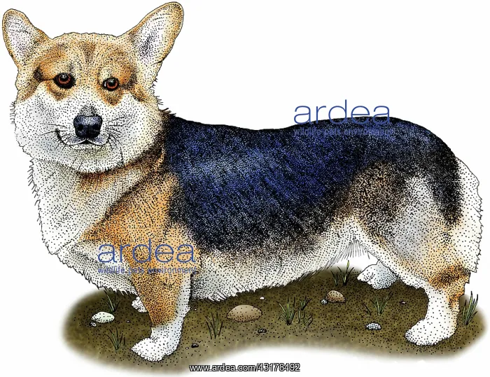 : Pembroke welsh corgi : Pembroke welsh corgi