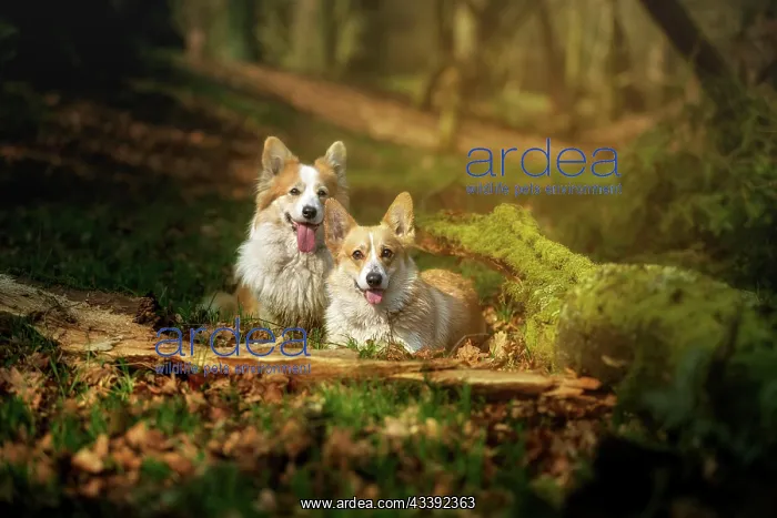 : Two Pembroke Welsh Corgi dogs are in the middle : Two Pembroke Welsh Corgi dogs are in the middle