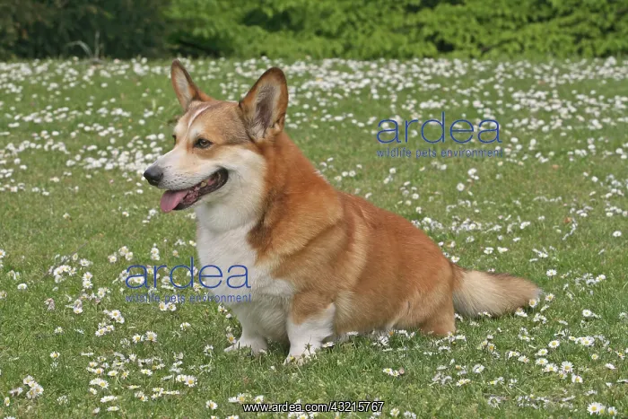 : Pembroke Welsh Corgi sitting on a meadow : Pembroke Welsh Corgi sitting on a meadow