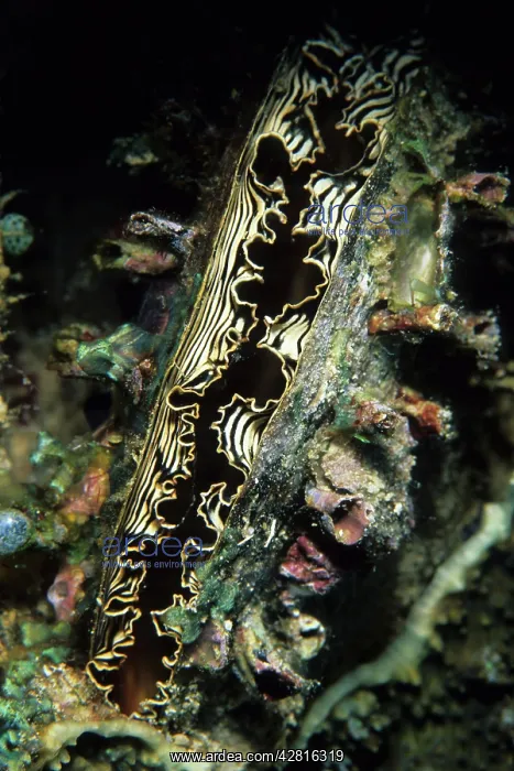 : Pen shell, Atrina pectinata, Walindi, West New Britain, Papu : Pen shell, Atrina pectinata, Walindi, West New Britain, Papu