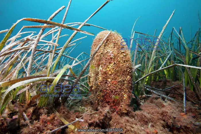 : Pen shell, Pinna Nobilis and seagrass Meadows, Posidonia Oce : Pen shell, Pinna Nobilis and seagrass Meadows, Posidonia Oce