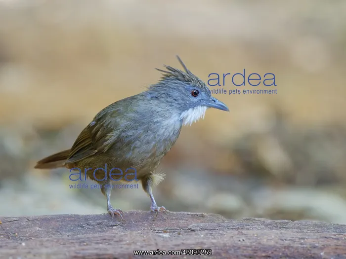 : Penan Bulbul Alophoixus ruficrissus Sabah, Malay : Penan Bulbul Alophoixus ruficrissus Sabah, Malay