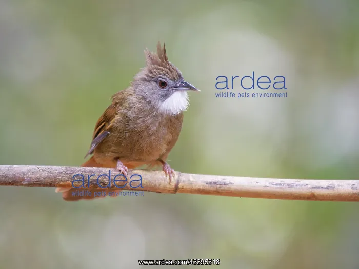 : Penan Bulbul Alophoixus ruficrissus Sabah, Malay : Penan Bulbul Alophoixus ruficrissus Sabah, Malay