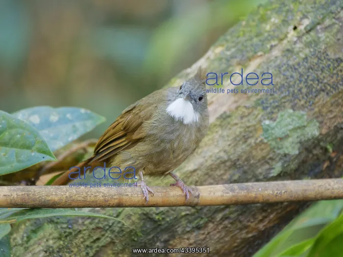: Penan Bulbul Alophoixus ruficrissus Sabah, Malay : Penan Bulbul Alophoixus ruficrissus Sabah, Malay