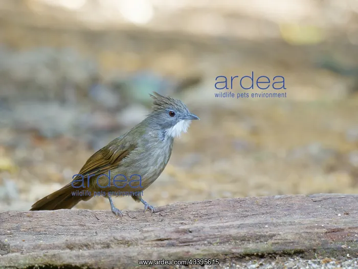  : Penan Bulbul Alophoixus ruficrissus Sabah, Malay